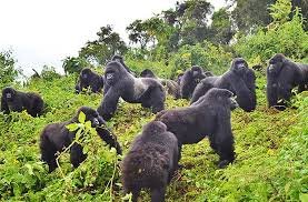 1-Day Gorilla Trekking at Bwindi National Park