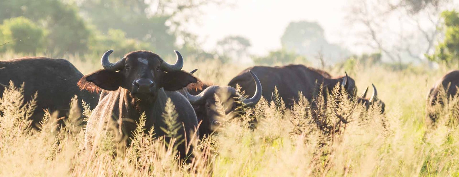 2 Days Uganda Gorilla & Wildlife Adventure