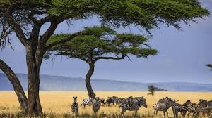4 Days Tarangire, Serengeti, Ngorongoro Group Camping Safari