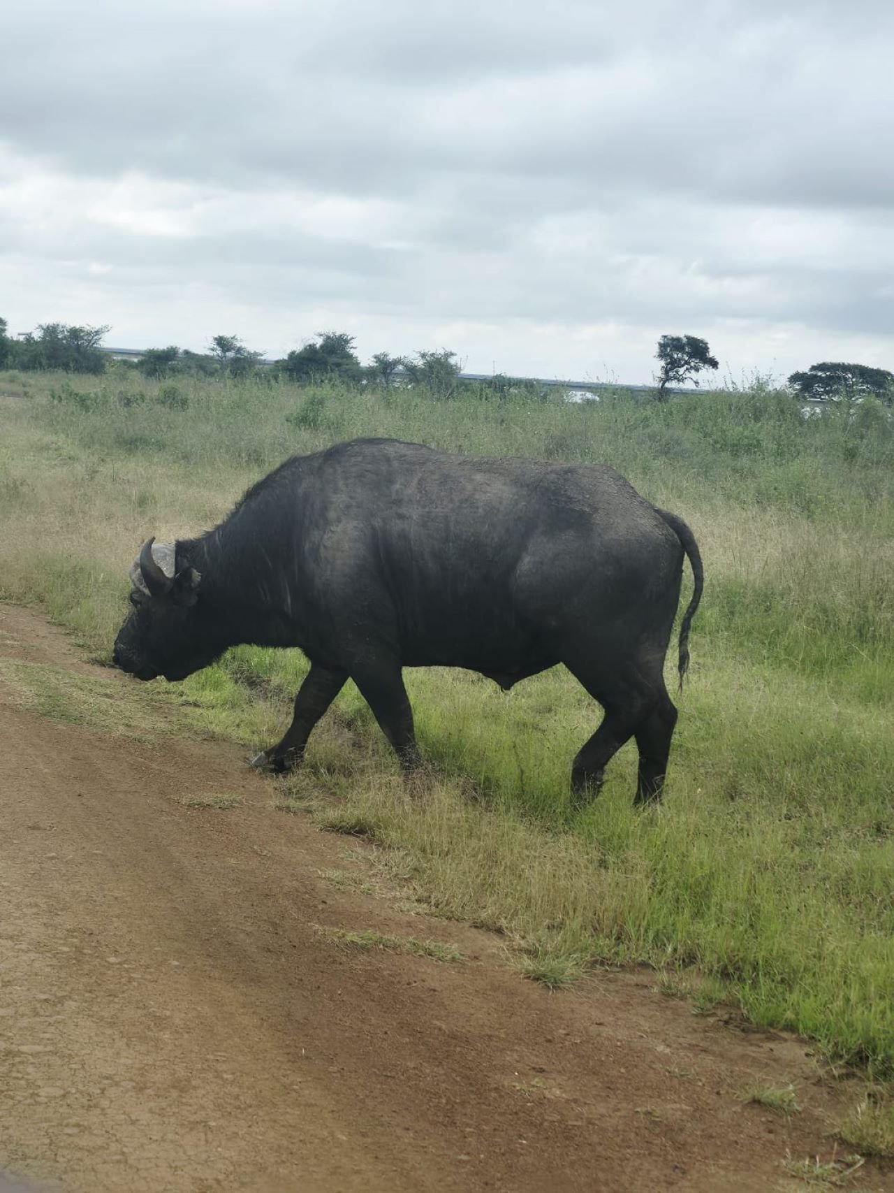 Crater Lake Game Sanctuary and Lake Naivasha Day Trip